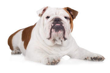 Fototapeta premium english bulldog