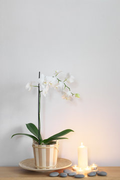 Still life with orchid
