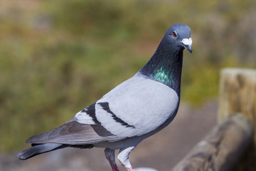 Pigeon