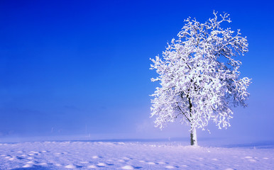 Cold winter morning landscape with lonely tree.