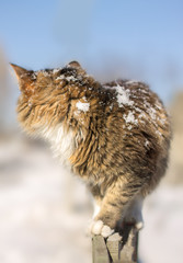 discouraged young cat going on a fence in winter