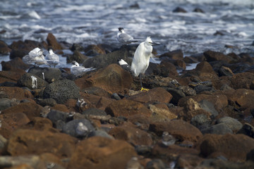 little egret and Sandwich Terns