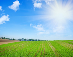 green field