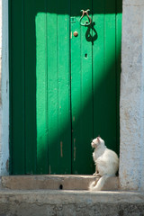 White cat sitting against a green door.
