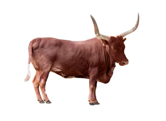 brown single bull isolated on white