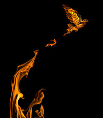 flame dove flying from orange flire isolated on black