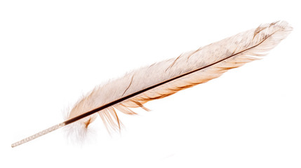 light brown rooster straight feather isolated on white
