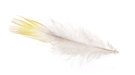 straight feather with yellow edge isolated on white