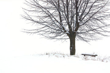tree in winter