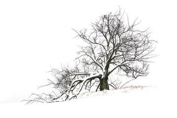 tree in winter