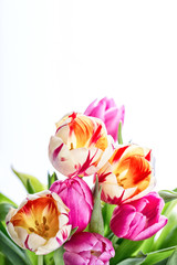 Tulpen