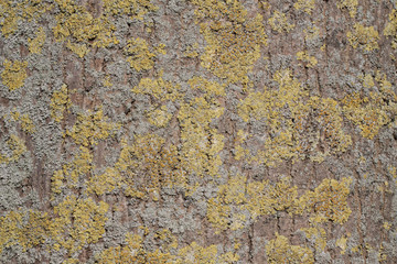 Pattern structure on a tree