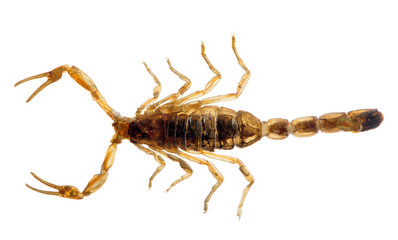 small golden scorpion top view