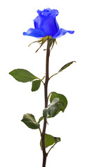 Naklejka premium beautiful blue single rose