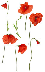 wild red poppy flowers collection