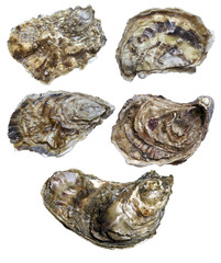 closed oyster