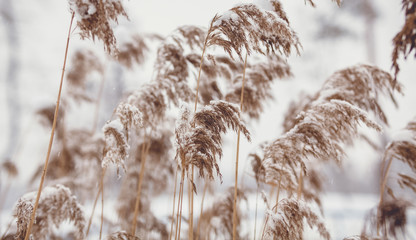 Closeup photo of reed covered in snow