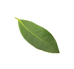 Obraz premium ローリエ