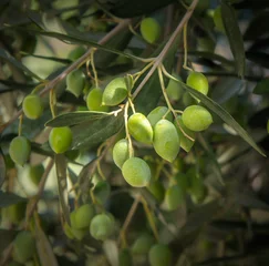 Printed roller blinds Olive tree olive tree branch
