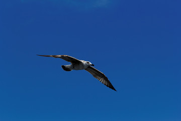 Obraz premium Seagull