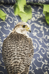 peregrine, falcon, medieval bird, wildlife concept