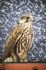 peregrine, falcon, medieval bird, wildlife concept