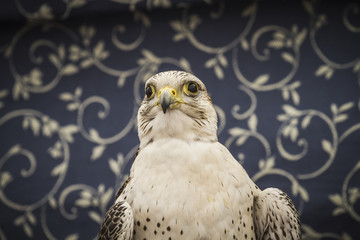 peregrine, falcon, medieval bird, wildlife concept