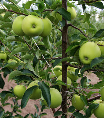 Apples in orchard