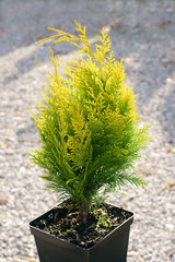 cypress - Chamaecyparis lawsoniana Golden Wonder