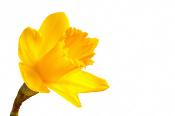 Bright yellow daffodil on a white background © scphoto48