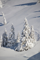 snow covered trees © adrenalinapura