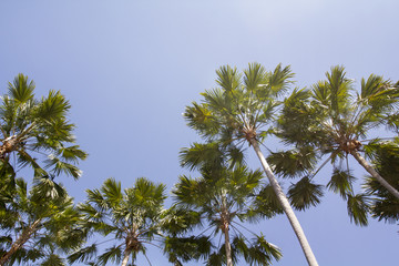 Obraz premium Java palm or Livistona rotundifolia in botanic garden