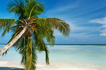Naklejka na ściany i meble Beautiful beach with palm tree at Maldives