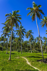 Exotic palms forest on Dominicana. Caribbean Islands - obrazy, fototapety, plakaty
