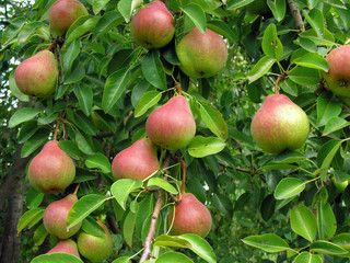 close-up of ripe pears