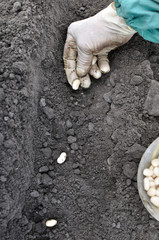 farmer planting haricot