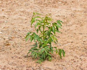 Neem plant growing from soil