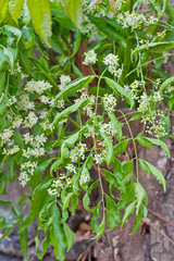 Neem elaves and flowers-Azadirachta indica