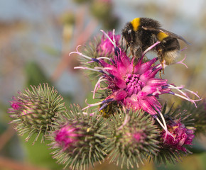 bumblebee