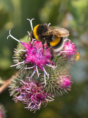 bumblebee