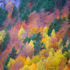 Fototapety  Jesienny las w Pirenejach Valle de Ordesa Huesca Hiszpania