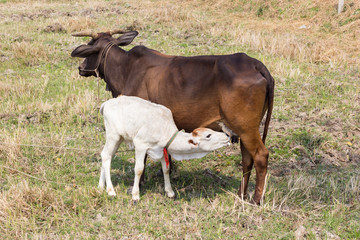 Young calf drinks milk