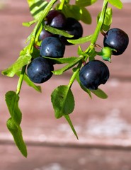 Sprig with fresh ripe blueberries in summer.