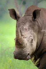 Deurstickers White Rhinoceros © JohanSwanepoel