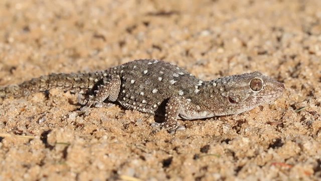 Bibron gecko, Kalahari desert