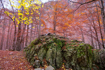 Autumn forest in Pyrenees Valle de Ordesa Huesca Spain