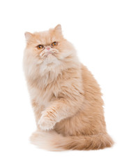 Persian cat on a white backround.