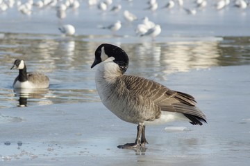 WATERFOWL - Canada Goose / Bernikla