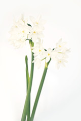 Fototapeta na wymiar Narcisse blanc sauvage fond blanc