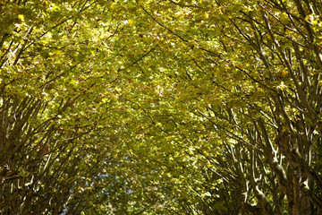 Automne, saison, jardin, nature, arbre, feuille, vert 